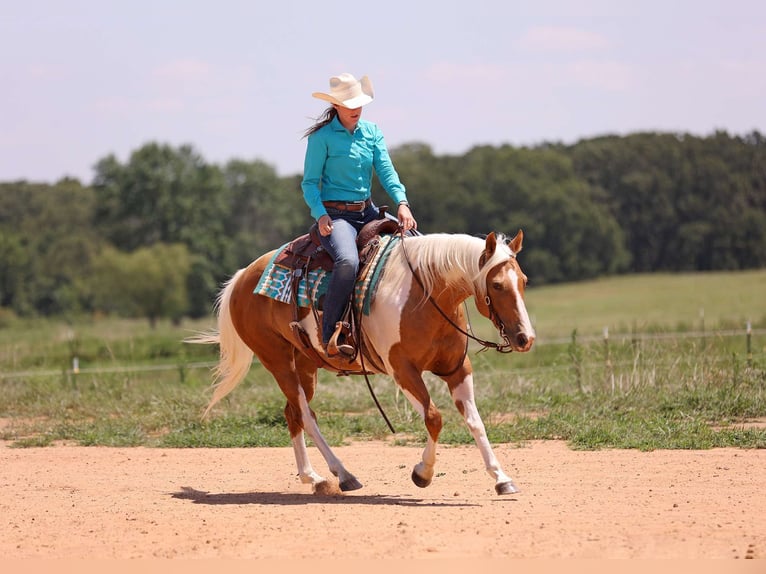 American Paint Horse Stute 7 Jahre Palomino in Adair Ok