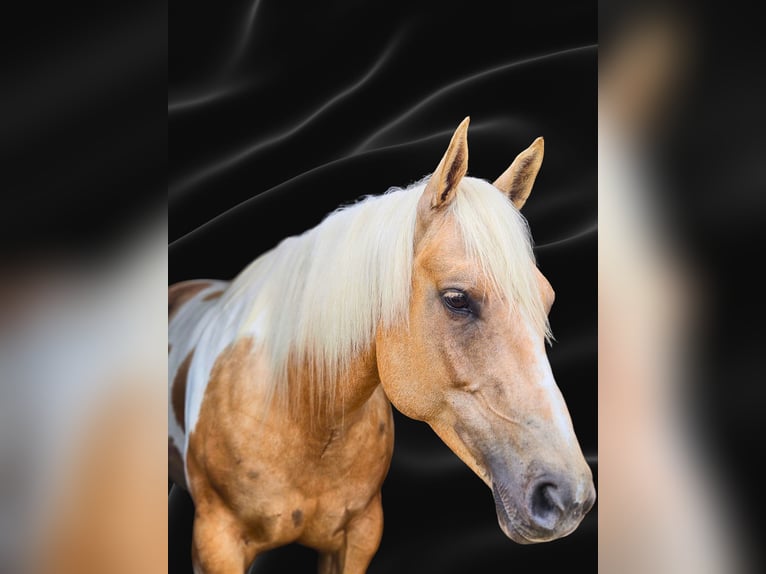 American Paint Horse Stute 7 Jahre Schecke in Harmony
