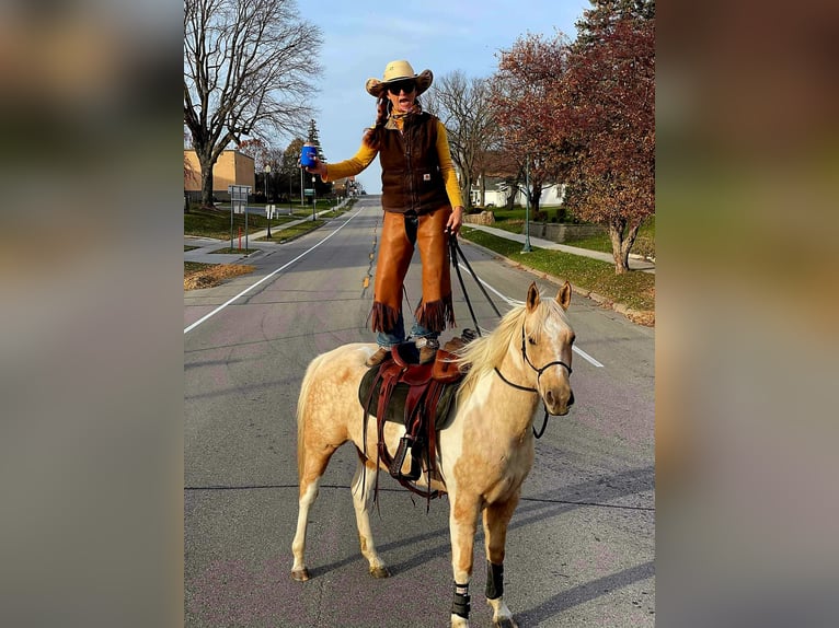 American Paint Horse Stute 7 Jahre Schecke in Harmony
