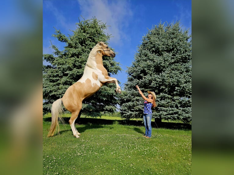 American Paint Horse Stute 7 Jahre Schecke in Harmony