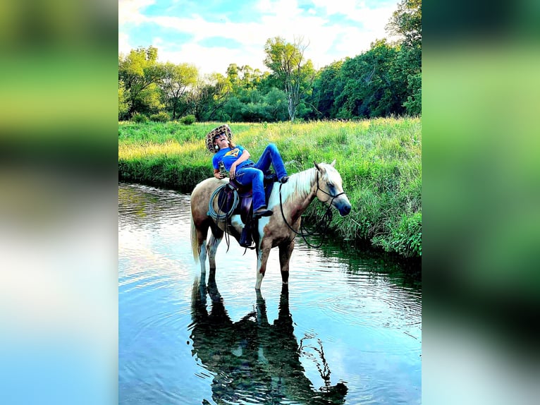 American Paint Horse Stute 7 Jahre Schecke in Harmony