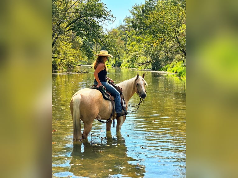 American Paint Horse Stute 7 Jahre Schecke in Harmony