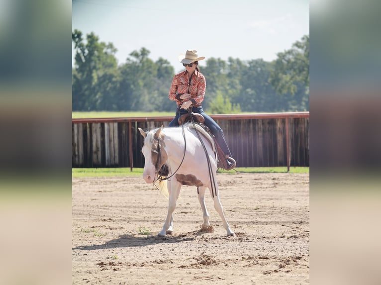 American Paint Horse Stute 7 Jahre Schecke in Grand Saline