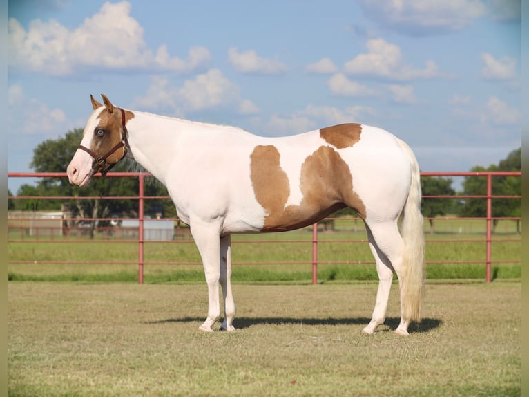 American Paint Horse Stute 7 Jahre Schecke in Grand Saline