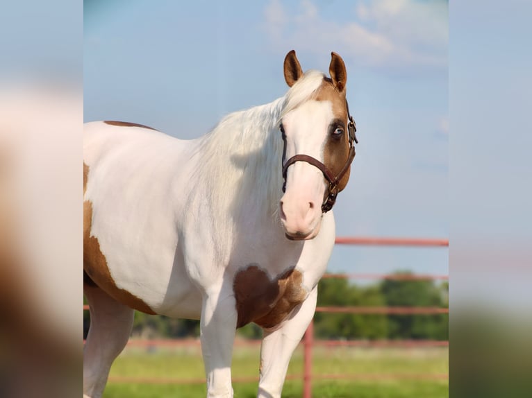 American Paint Horse Stute 7 Jahre Schecke in Grand Saline