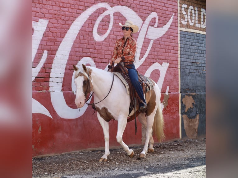 American Paint Horse Stute 7 Jahre Schecke in Grand Saline