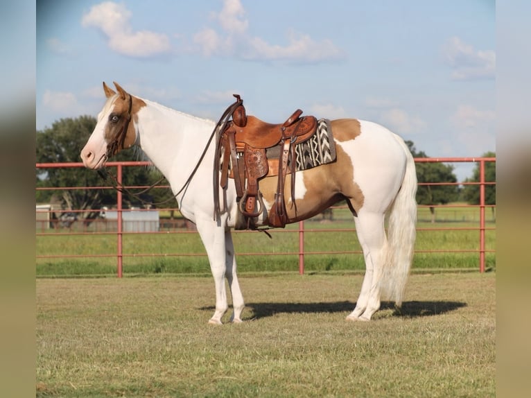 American Paint Horse Stute 7 Jahre Schecke in Grand Saline