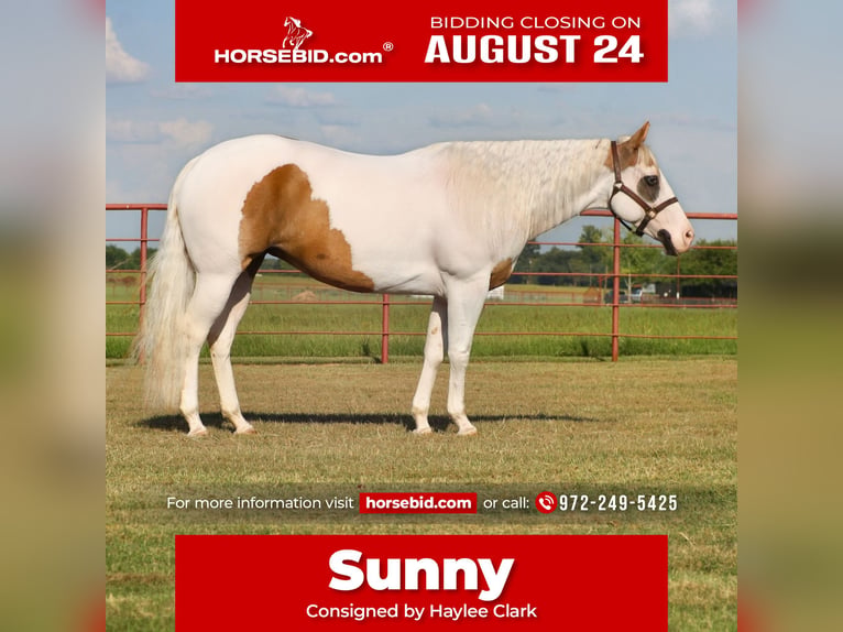 American Paint Horse Stute 7 Jahre Schecke in Grand Saline