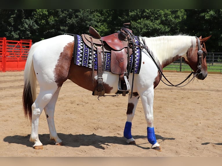 American Paint Horse Stute 7 Jahre Schecke in Dundee
