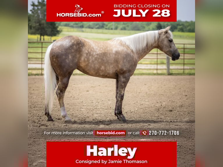 American Paint Horse Stute 8 Jahre 142 cm Palomino in Auburn