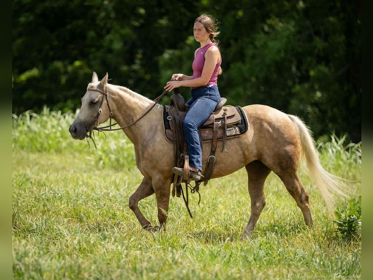 American Paint Horse Stute 8 Jahre 142 cm Palomino in Auburn