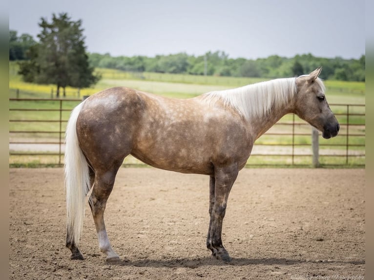 American Paint Horse Stute 8 Jahre 142 cm Palomino in Auburn