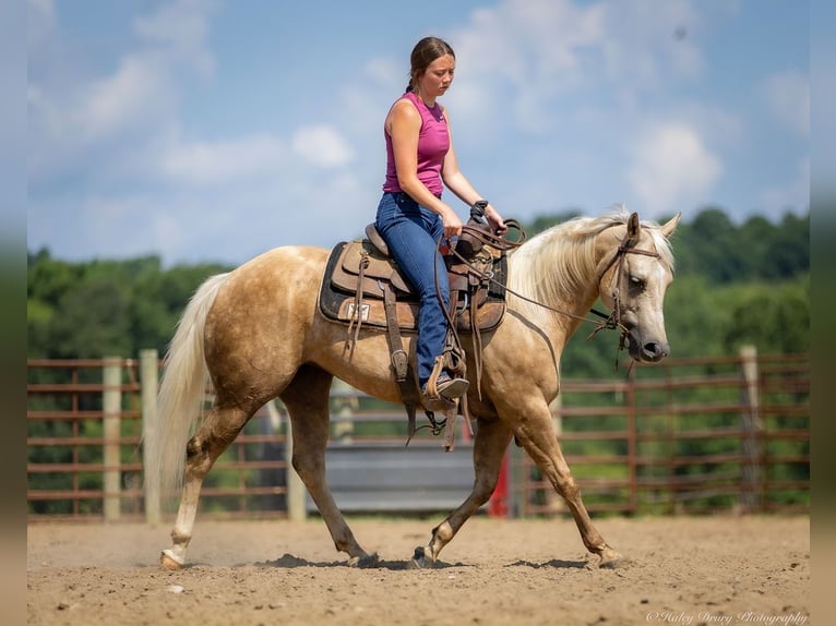 American Paint Horse Stute 8 Jahre 142 cm Palomino in Auburn