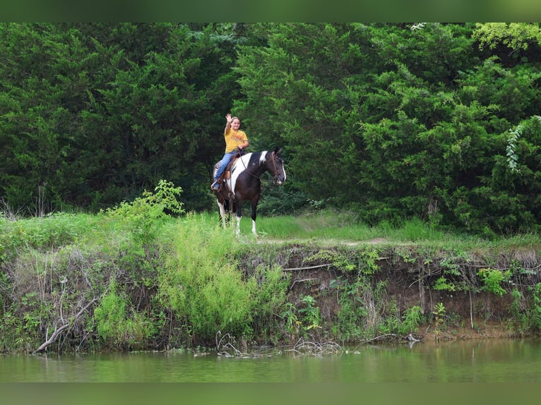 American Paint Horse Stute 8 Jahre 142 cm Schecke in Forney