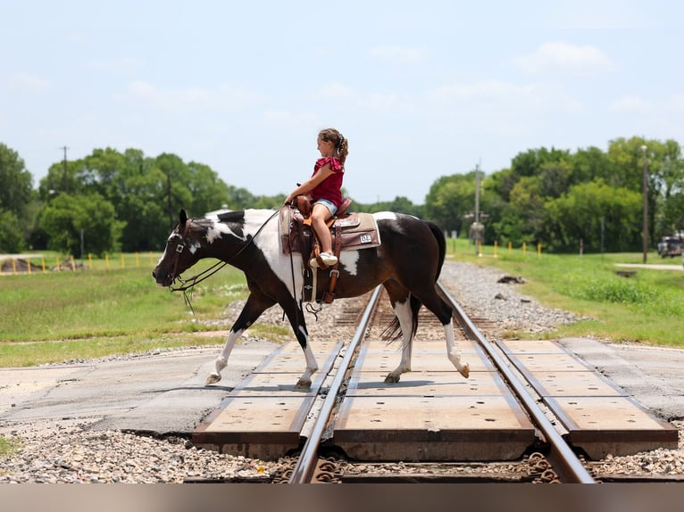 American Paint Horse Stute 8 Jahre 142 cm Schecke in Forney