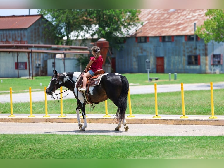 American Paint Horse Stute 8 Jahre 142 cm Schecke in Forney