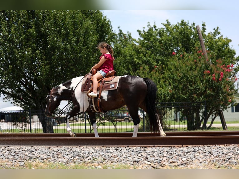 American Paint Horse Stute 8 Jahre 142 cm Schecke in Terrell