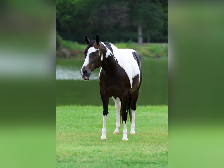 American Paint Horse Stute 8 Jahre 142 cm Schecke in Terrell