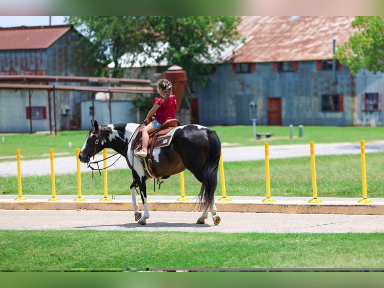 American Paint Horse Stute 8 Jahre 142 cm Schecke in Terrell