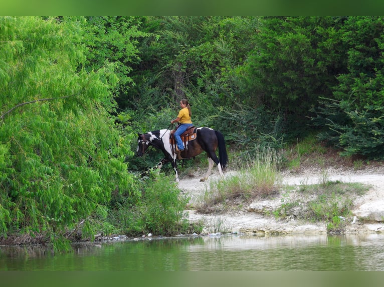 American Paint Horse Stute 8 Jahre 142 cm Schecke in Terrell