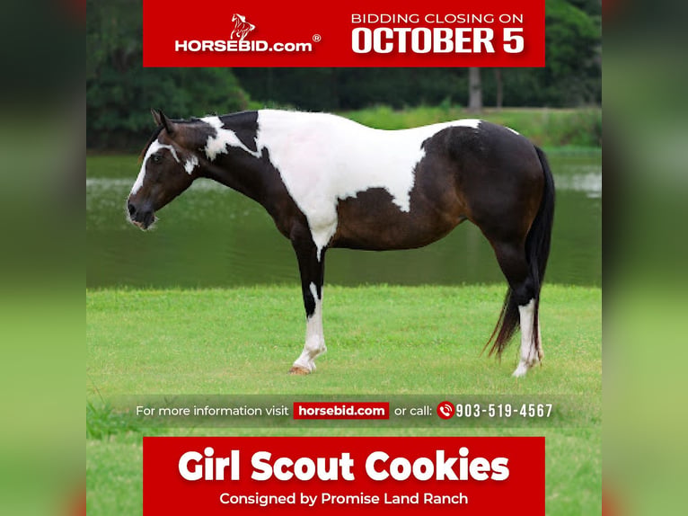 American Paint Horse Stute 8 Jahre 142 cm Schecke in Terrell
