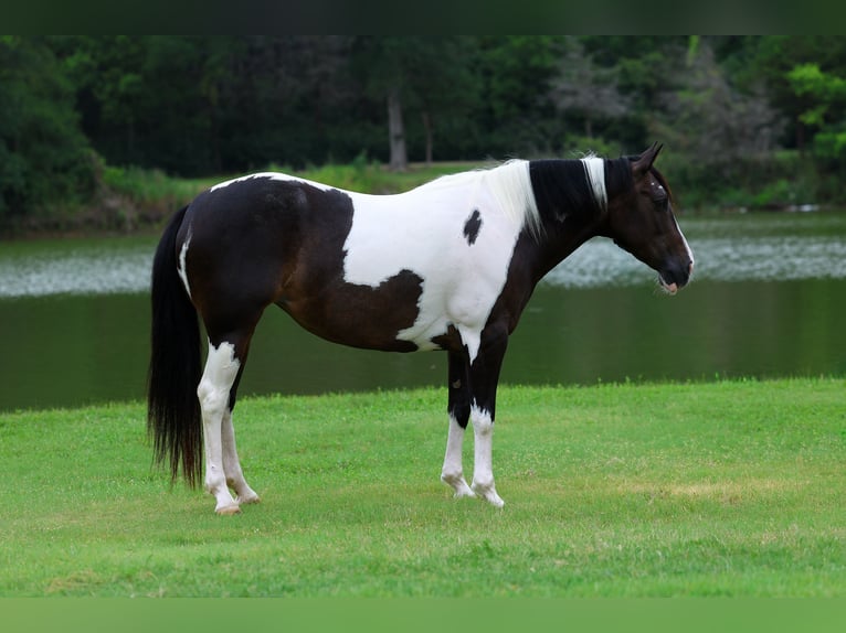 American Paint Horse Stute 8 Jahre 142 cm Schecke in Terrell