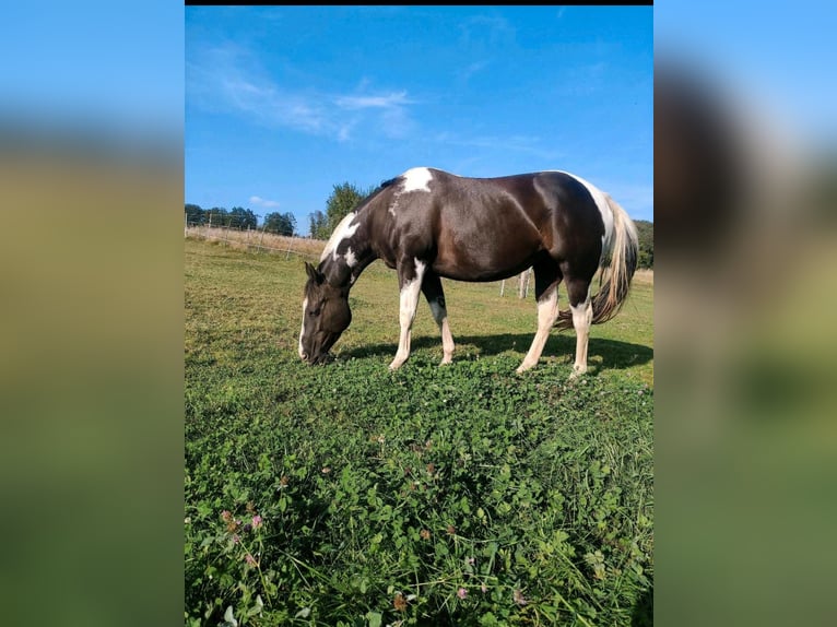 American Paint Horse Stute 8 Jahre 145 cm Tobiano-alle-Farben in Hennef