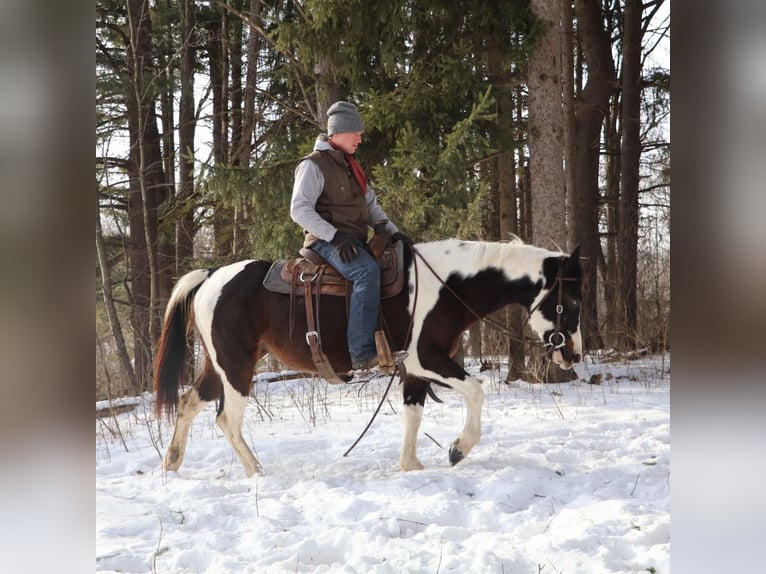 American Paint Horse Stute 8 Jahre 147 cm Tobiano-alle-Farben in Howell