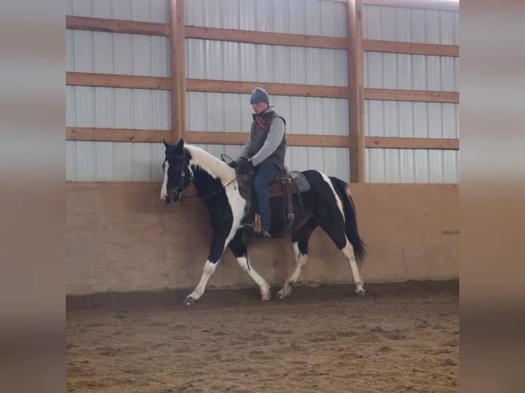 American Paint Horse Stute 8 Jahre 147 cm Tobiano-alle-Farben in Howell