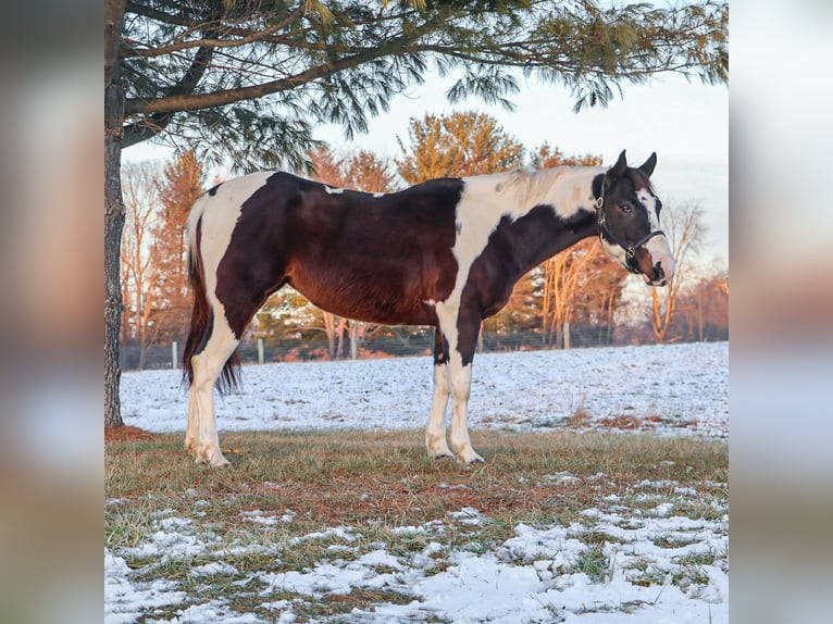 American Paint Horse Stute 8 Jahre 147 cm  in Howell