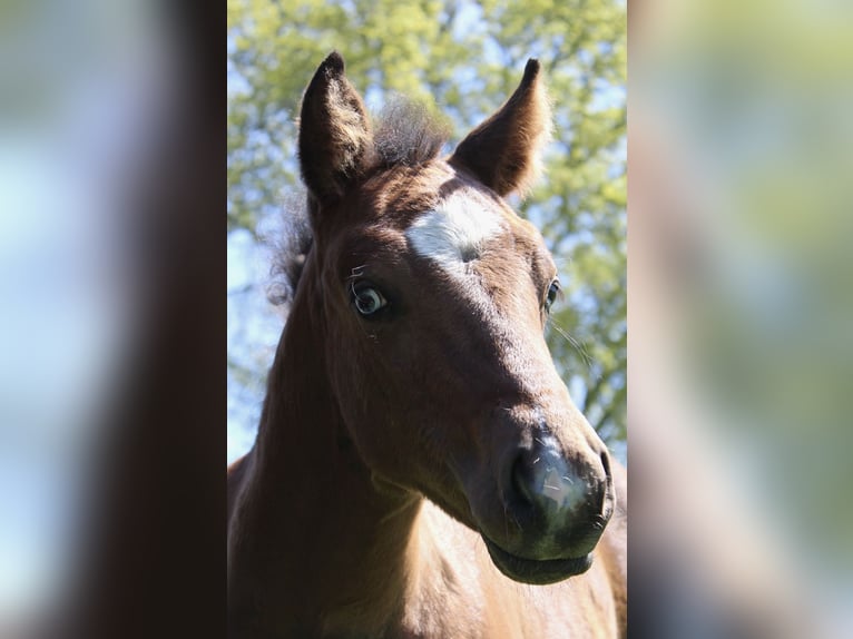 American Paint Horse Stute 8 Jahre 148 cm Tobiano-alle-Farben in Midwolde