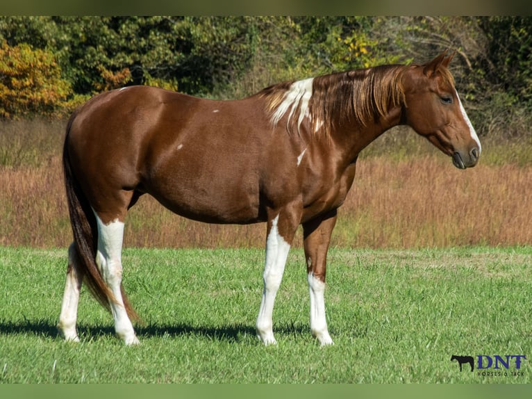 American Paint Horse Stute 8 Jahre 150 cm Schecke in Henderson
