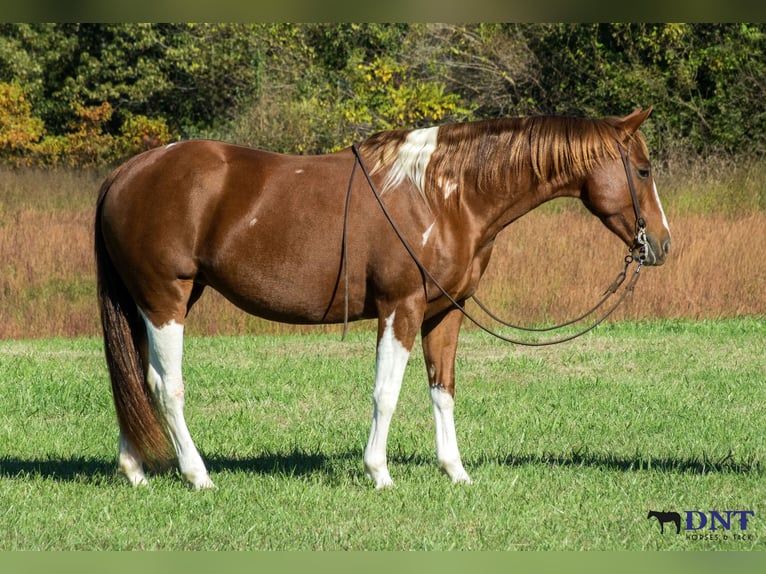 American Paint Horse Stute 8 Jahre 150 cm Schecke in Henderson