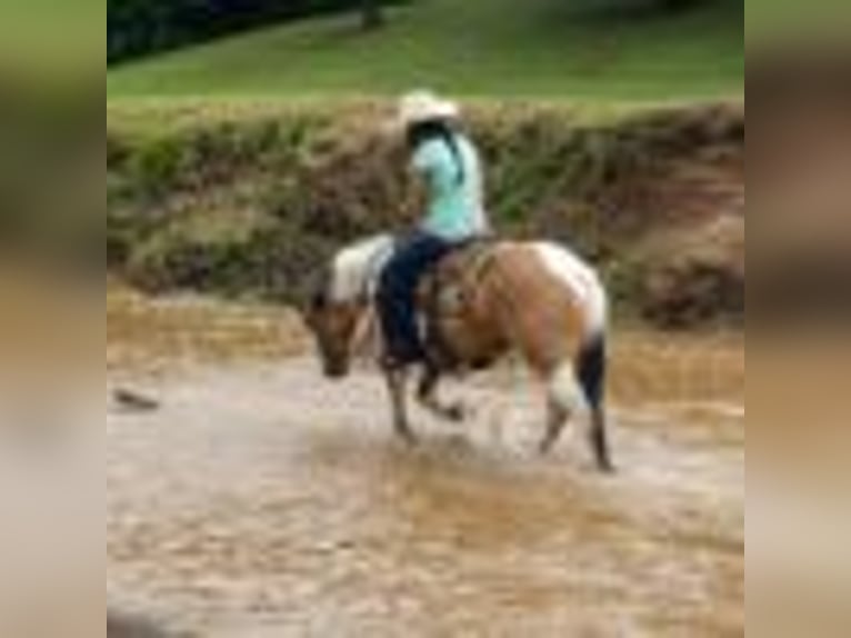 American Paint Horse Stute 8 Jahre 150 cm Tobiano-alle-Farben in Rusk TX