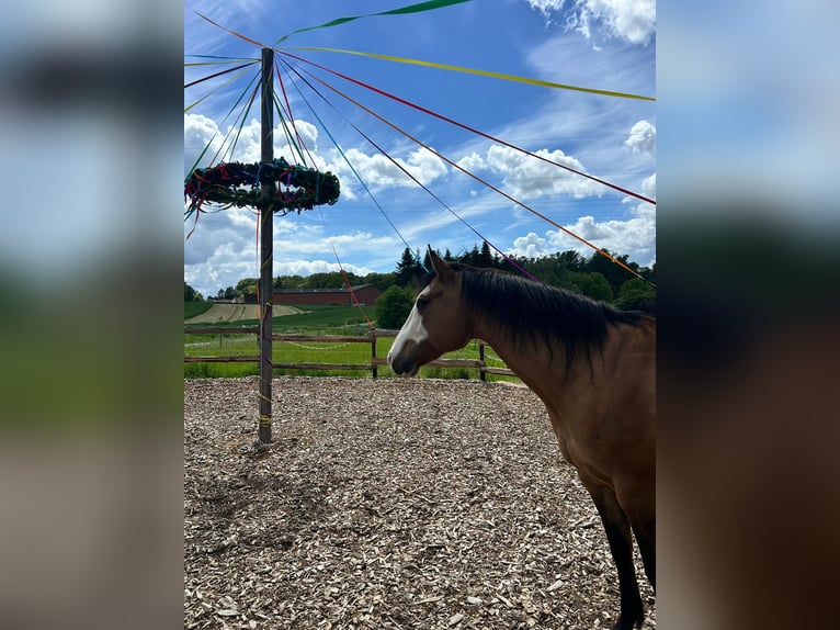 American Paint Horse Mix Stute 8 Jahre 152 cm Falbe in Melle