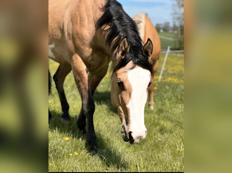 American Paint Horse Mix Stute 8 Jahre 152 cm Falbe in Melle