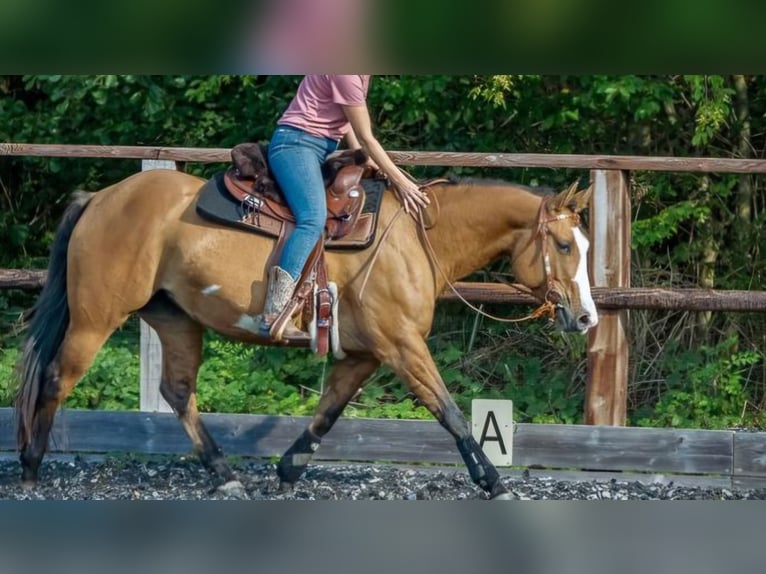 American Paint Horse Mix Stute 8 Jahre 152 cm Falbe in Melle