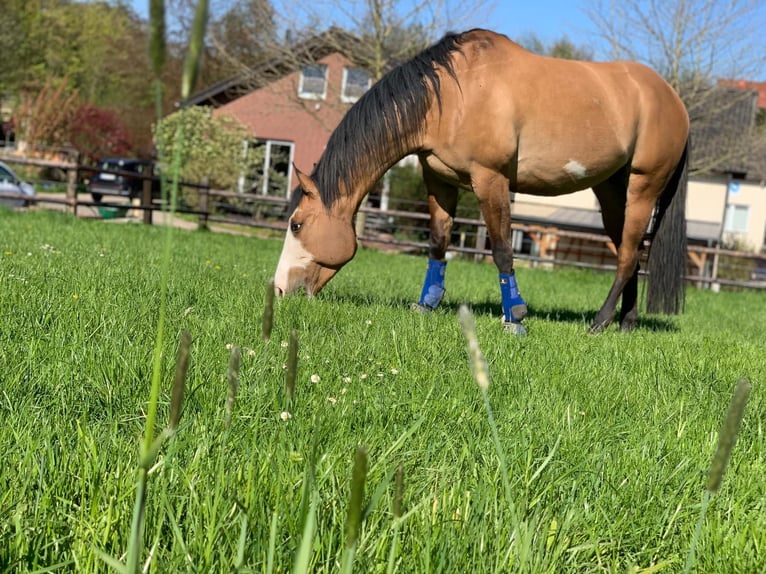 American Paint Horse Mix Stute 8 Jahre 152 cm Falbe in Melle