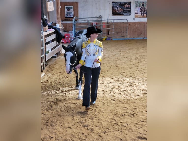 American Paint Horse Stute 8 Jahre 152 cm Overo-alle-Farben in Schwarzenberg/Erzgebirge