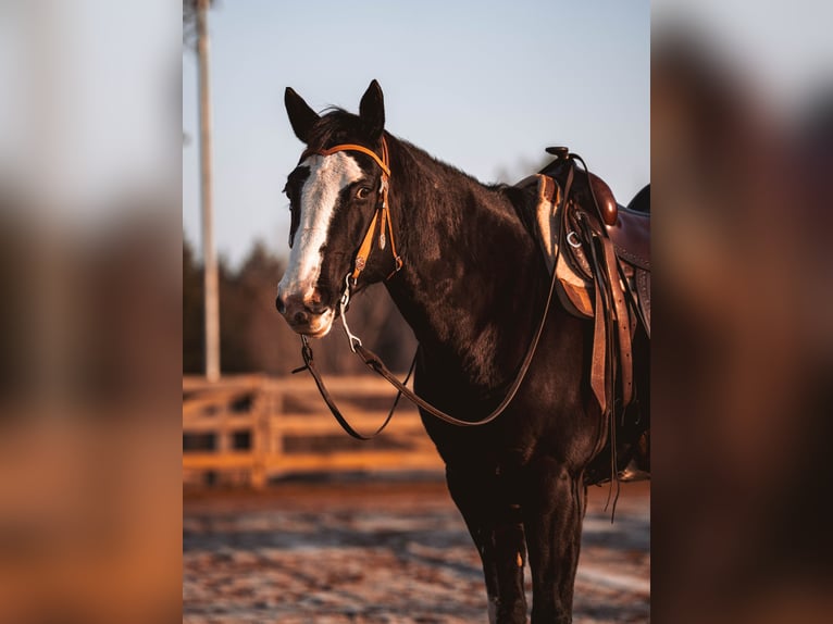 American Paint Horse Stute 8 Jahre 152 cm Overo-alle-Farben in Schwarzenberg/Erzgebirge