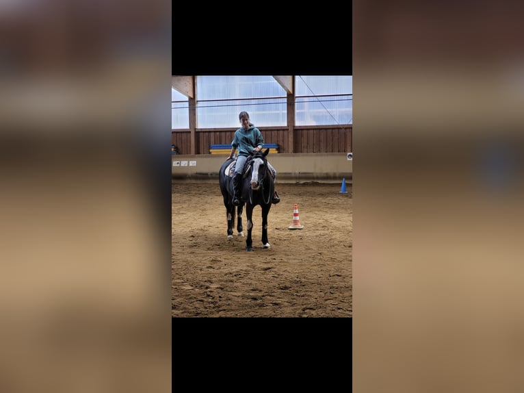 American Paint Horse Stute 8 Jahre 152 cm Overo-alle-Farben in Schwarzenberg/Erzgebirge