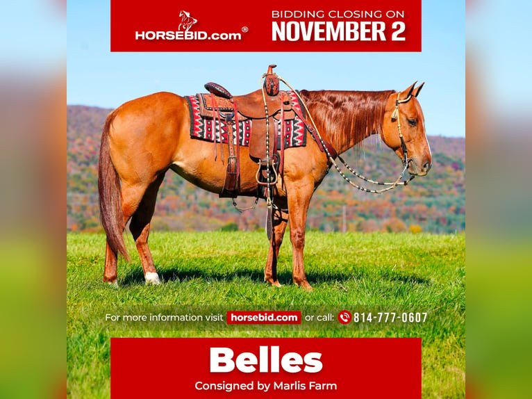American Paint Horse Stute 8 Jahre 152 cm Red Dun in Rebersburg