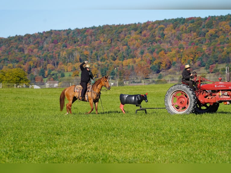 American Paint Horse Stute 8 Jahre 152 cm Red Dun in Rebersburg
