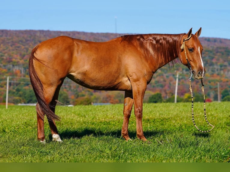 American Paint Horse Stute 8 Jahre 152 cm Red Dun in Rebersburg