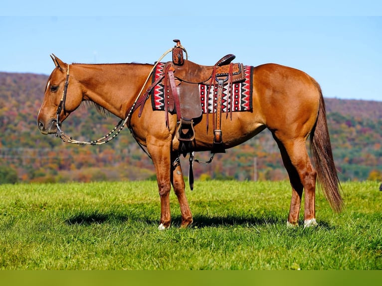 American Paint Horse Stute 8 Jahre 152 cm Red Dun in Rebersburg