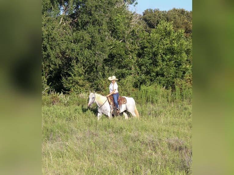American Paint Horse Stute 8 Jahre 152 cm Tobiano-alle-Farben in Stephenville TX