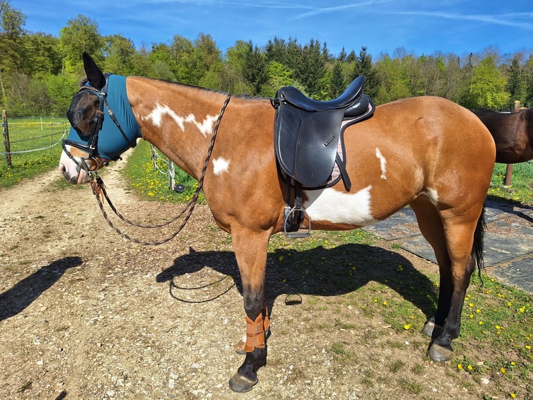 American Paint Horse Stute 8 Jahre 154 cm Overo-alle-Farben in Bissingen