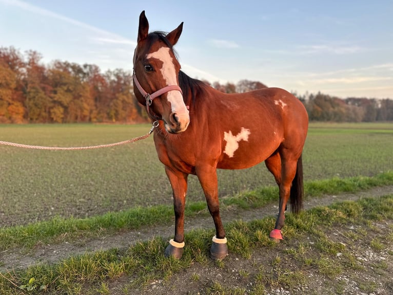 American Paint Horse Stute 8 Jahre 154 cm Overo-alle-Farben in Thierhaupten