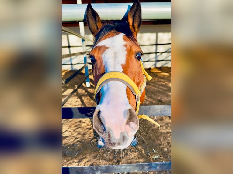 American Paint Horse Stute 8 Jahre 154 cm Overo-alle-Farben in Thierhaupten