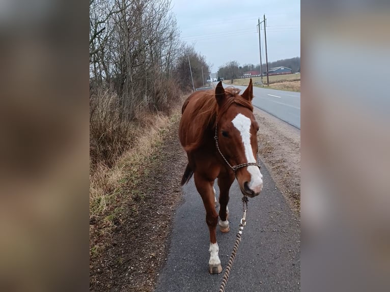 American Paint Horse Stute 8 Jahre 157 cm Fuchs in Herzogenrath